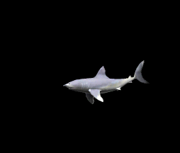 Gifs Animés requins 89