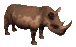 Gifs Animés rhinoceros 1