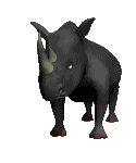 Gifs Animés rhinoceros 18