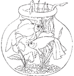 Coloriage Aquarium 17