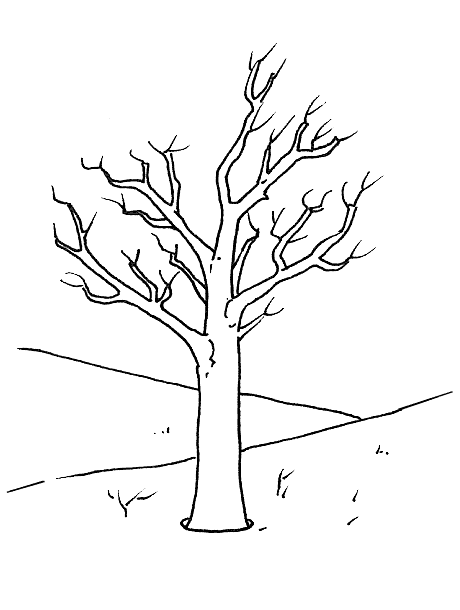 Coloriage 4 Arbres