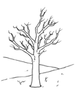 Coloriage Arbres 4