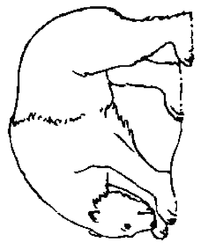 Coloriage 78 Bears
