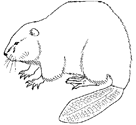 Coloriage Beavers 5