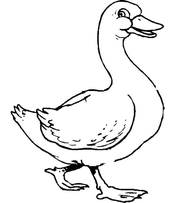 Coloriage 4 Canards