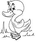 Coloriage Canards 5