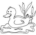 Coloriage Canards 6