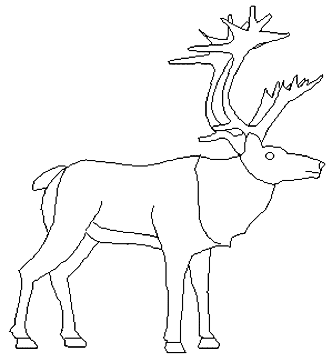 Coloriage 7 Caribou