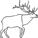 Coloriage Caribou 4