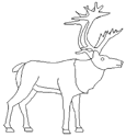 Coloriage Caribou 7