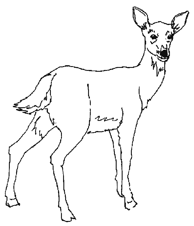 Coloriage 3 Cerfs