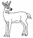 Coloriage Cerfs 10