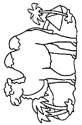 Coloriage Chameaux 5