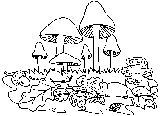 Coloriage 12 Champignons