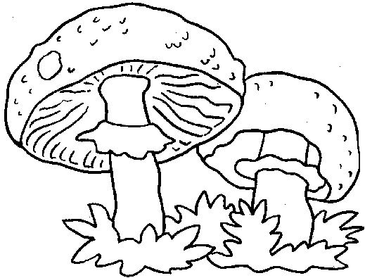 Coloriage 18 Champignons