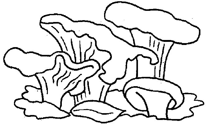 Coloriage 20 Champignons