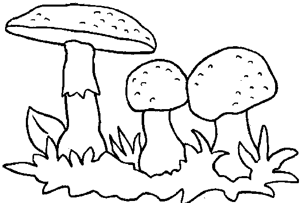 Coloriage 21 Champignons