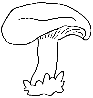 Coloriage 5 Champignons