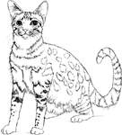 Toutes les catégories de coloriages Chats