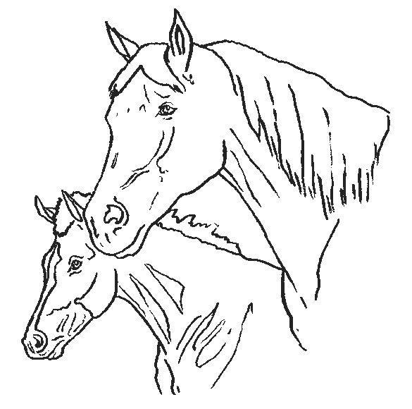 Coloriage 44 Chevaux