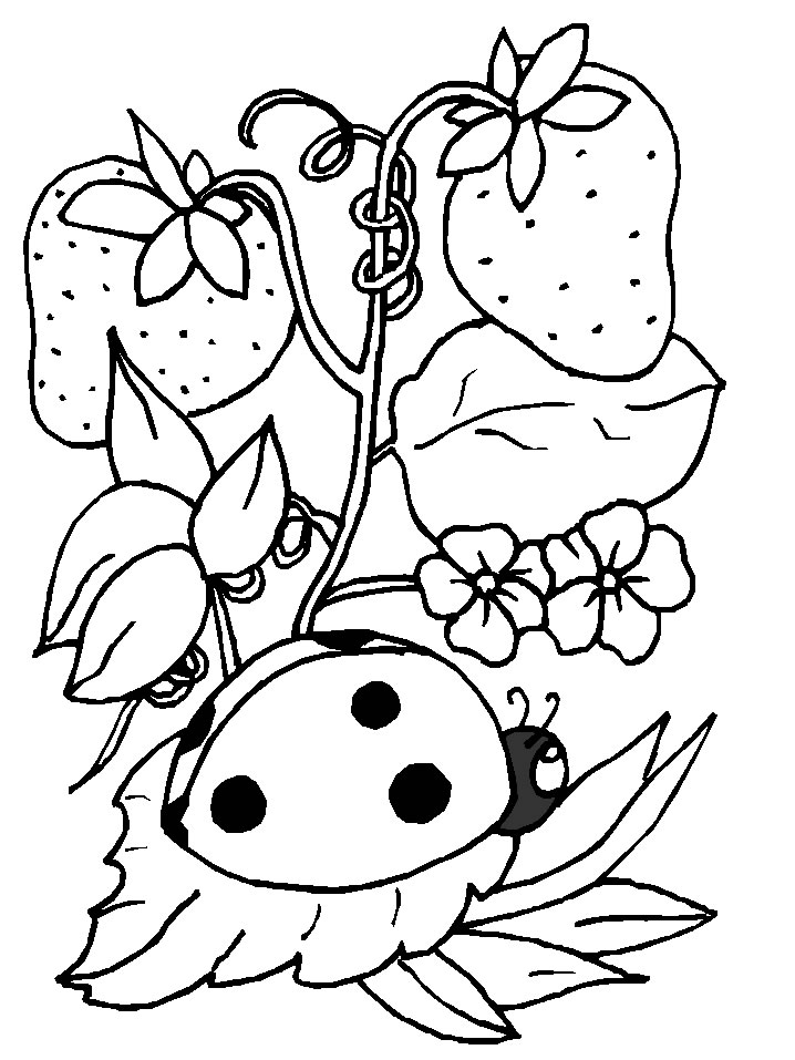 Coloriage 5 Coccinelles