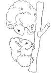 Coloriage Ecureuil 41