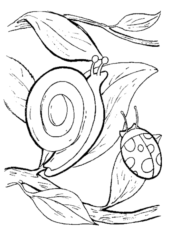 Coloriage 25 Escargots