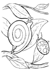 Coloriage Escargots 25