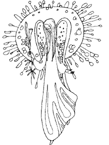 Coloriage Fees 9