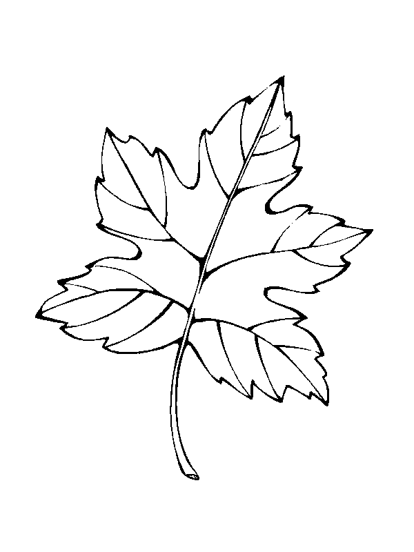 Coloriage 15 Feuilles