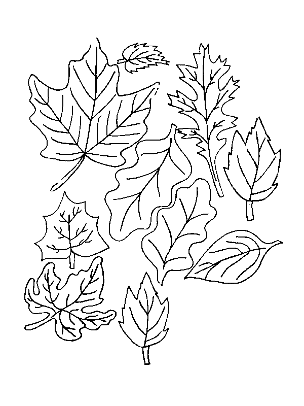 Coloriage 17 Feuilles