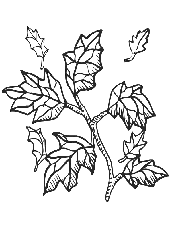 Coloriage 25 Feuilles