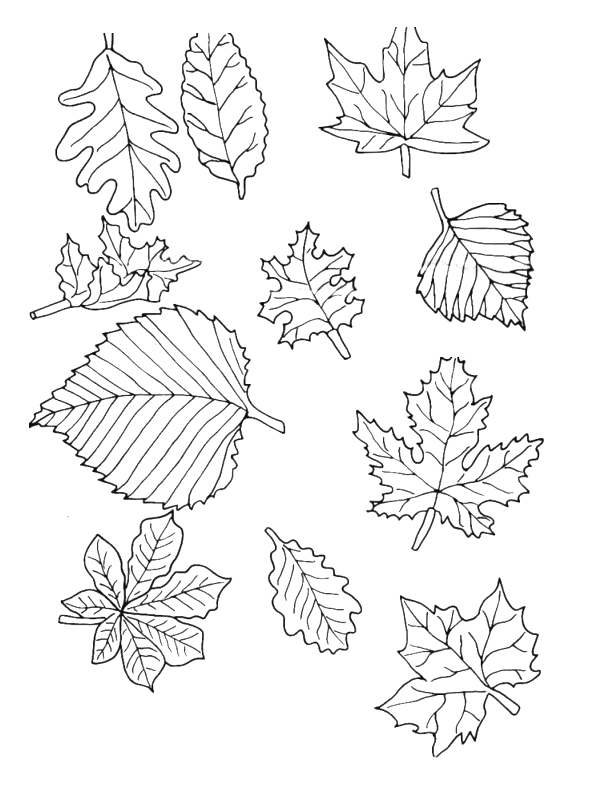 Coloriage 26 Feuilles