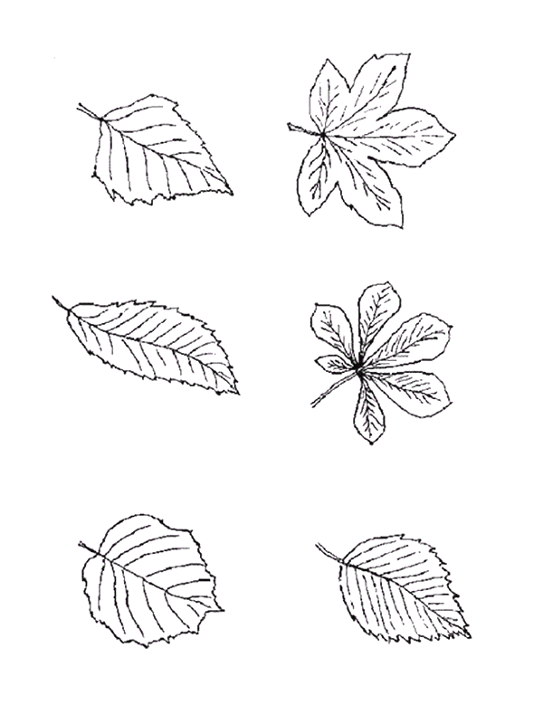 Coloriage 27 Feuilles