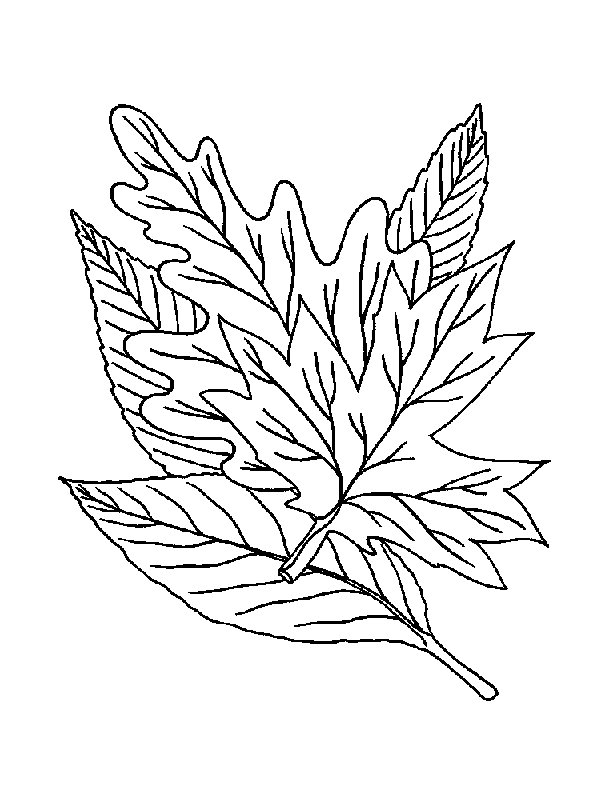 Coloriage 28 Feuilles