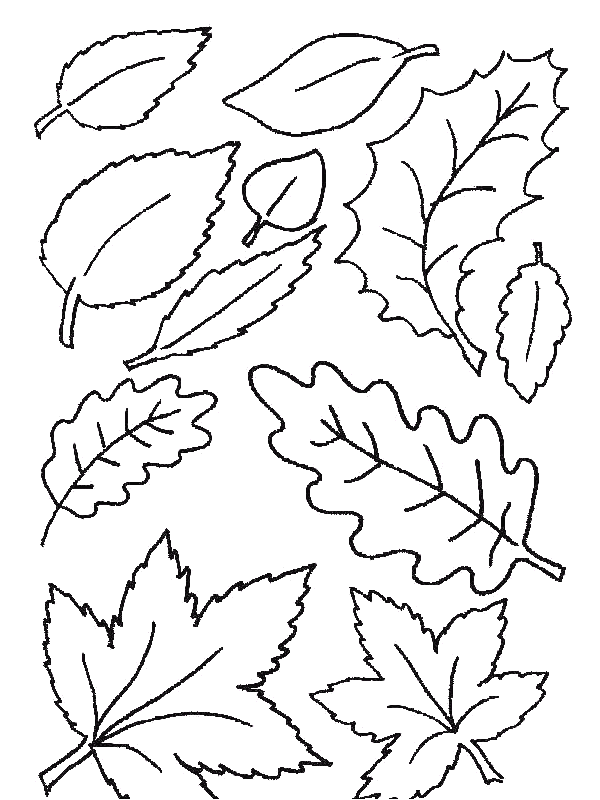 Coloriage 29 Feuilles