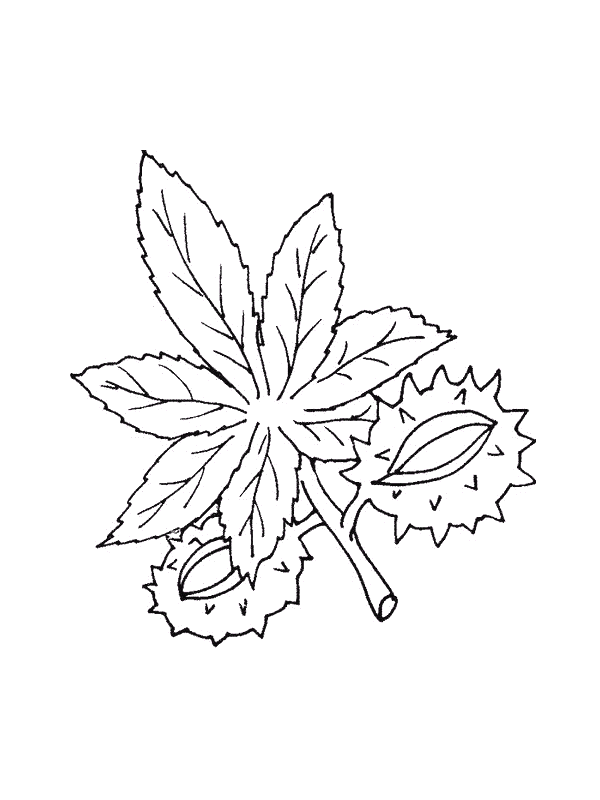 Coloriage 42 Feuilles