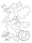 Coloriage Feuilles 10