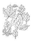 Coloriage Feuilles 17