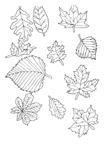 Coloriage Feuilles 26