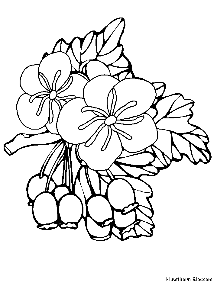 Coloriage 116 Fleurs