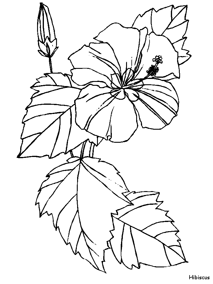 Coloriage 118 Fleurs