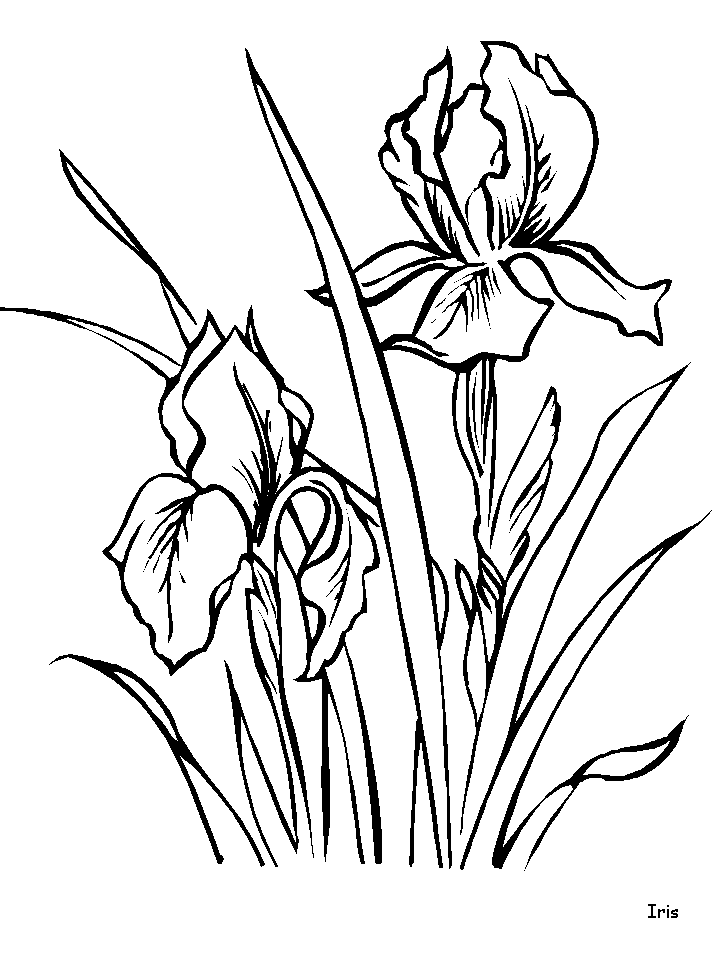 Coloriage 120 Fleurs