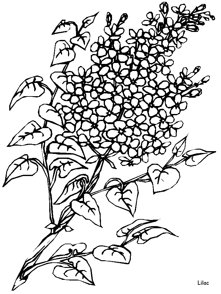 Coloriage 121 Fleurs