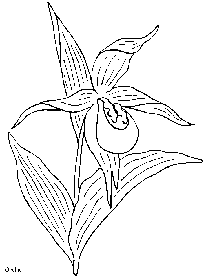 Coloriage 125 Fleurs