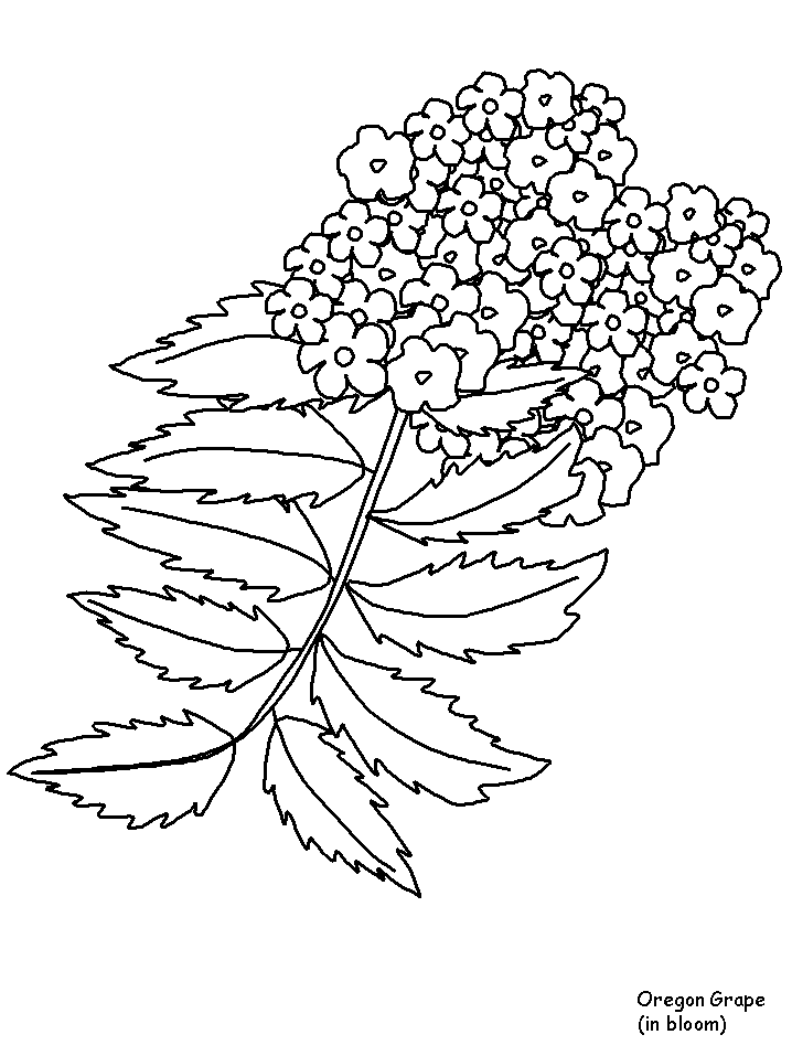 Coloriage 126 Fleurs