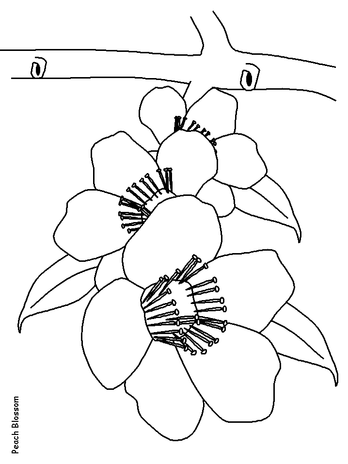 Coloriage 129 Fleurs