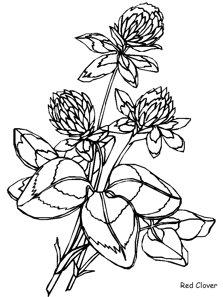 Coloriage 132 Fleurs