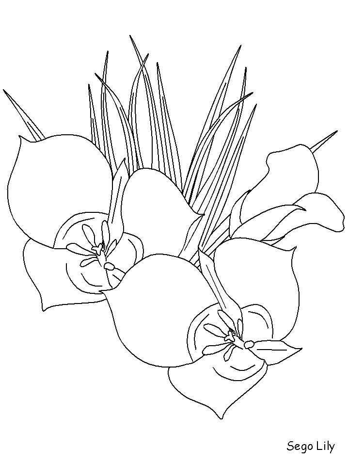 Coloriage 136 Fleurs