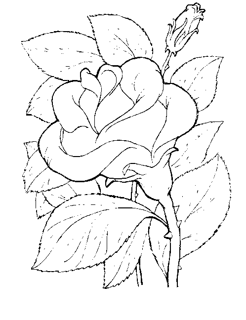 Coloriage 16 Fleurs